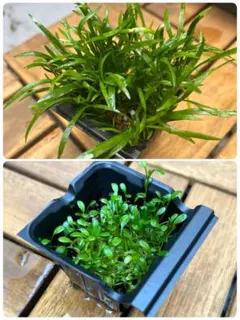 taka09092001様 リクエスト 2点 まとめ商品