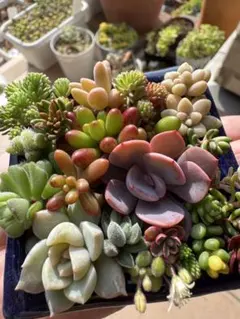 多肉植物カット苗各種