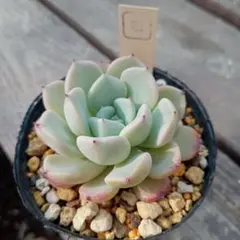 多肉植物 ホリコロ50 実生苗 ポットごと発送します！ - メルカリ