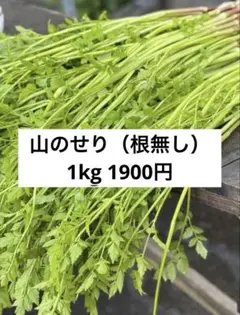 北海道産天然しどけ 1kg モミジガサ シドケ - メルカリ