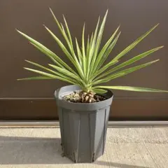 2025年最新】ユッカ アロイフォリアの人気アイテム - メルカリ