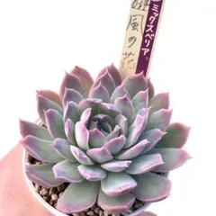 ぶ*ん様 【極上苗】ミックスベリア 風の花 多肉植物 おらいさん 自家繁殖苗 エ