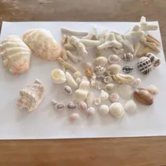 貝殻とサンゴのセット