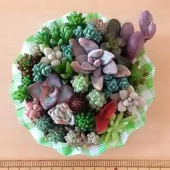 多肉植物セダム☆そのまま飾れる寄せ植え☆ちまちまA