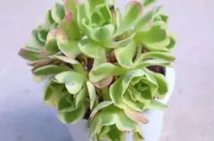 多肉植物❣️ アエオニウム 白鳳錦❣️（白凤锦） 抜き苗 - メルカリ