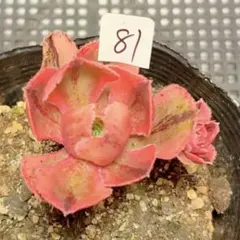 80#観葉植物ア工オニウム錦❤️レッド富士❤️青花瓷❤️1大頭2小頭5cm