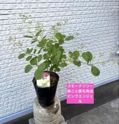 鉢ごと匿名発送 スモークツリー リトルルビー ふわふわの花 コティヌス
