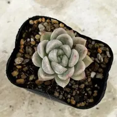 ❣️3苗♡エルサ❣️現品 エケベリア 寄せ植え 多肉弁当 多肉植物 ❣️エルサ×3❣️現品 エケベリア 寄せ植え 多肉弁当 多肉植物 - メルカリ