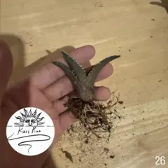 2025年最新】悪魔くん tcの人気アイテム - メルカリ