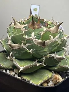 アガベ　チタノタ　CJ plants血統　CJ9 清櫻　セオのサムネイル
