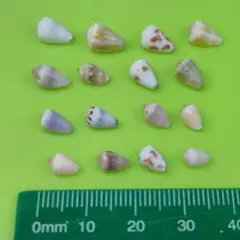 貝殻No777