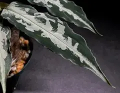 2025年最新】ピクタム アチェの人気アイテム - メルカリ