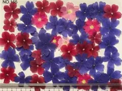 アリッサム 自然色 No 145 @800 押し花 押し花素材 - メルカリ
