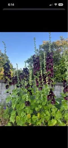 홀리호크 (Hollyhock) 블랙 스피시스 50-60정