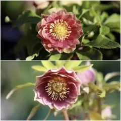 2025年最新】ソレイユ クリスマスローズの人気アイテム - メルカリ