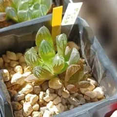 ハオルチア 紫宝玉×花水晶