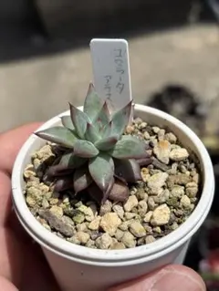 989多肉　アテマハック　中里　札付き　ポットごとメルカリ便 2025年最新】コロラータアテマハックの人気アイテム - メルカリ