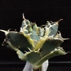 2025年最新】白鯨 斑の人気アイテム - メルカリ