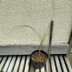ユッカ ロストラータ 実生 抜き苗 ② - メルカリ