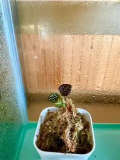 Anoectochilus Lady’s Best Friendのサムネイル