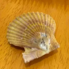 天然貝殻 インテリア 置物 オブジェ