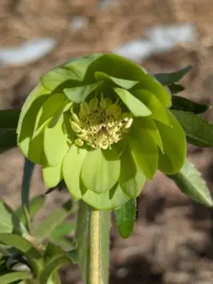 2026年最新】原種系クリスマスローズの人気アイテム - メルカリ