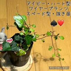 アイビー苗　ハート型❤️とワイヤープランツ・スペード型♠️ 抜き苗　根付き　純喫茶のサムネイル