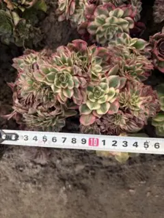 雪様 リクエスト 2点 まとめ商品