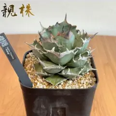 2026年最新】特徴：カット苗 観葉植物 アガベの人気アイテム - メルカリ