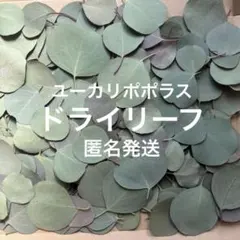 2026年最新】リーフシャワー ユーカリの人気アイテム - メルカリ