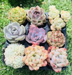 大特価　多肉植物　人気9種セット　抜き苗　寄せ植え　エケベリア