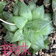 玉緑 抜き苗 旧氷砂糖