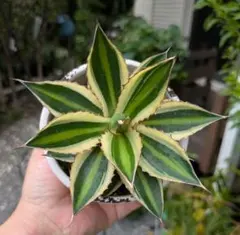 むーこさん様 リクエスト 3点 まとめ商品