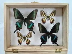 蝶標本 美麗ハチジョウカラスアゲハ春型♂♀ 飼育品 A品 東京都八丈島