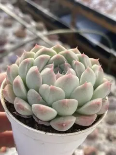 アルバ美尼　多肉植物　エケベリア　セダム