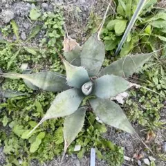 アプラナータ 大株(葉幅55cm) 2025年最新】アプラナータの人気アイテム - メルカリ