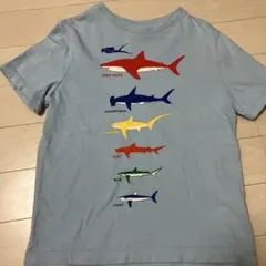 サメ 図鑑 プリント Tシャツ ライトブルーのサムネイル