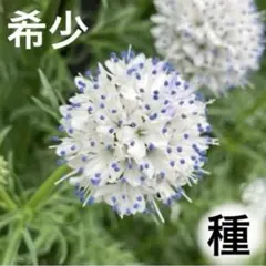 大人気♪ 希少♪ ギリア カピタータ クリアラストブルー 種100粒以上