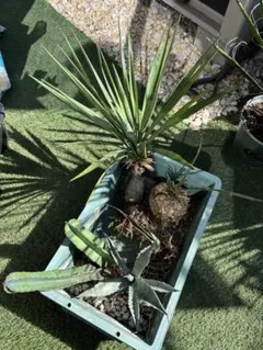 2026年最新】ドライガーデン セットの人気アイテム - メルカリ