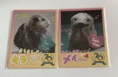 2026年最新】鳥羽水族の人気アイテム - メルカリ