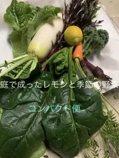 庭のレモンが色づきました! レモン入り　季節の野菜セット　 コンパクト便
