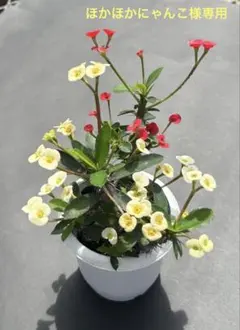 ほかほかにゃんこ様 リクエスト 2点 まとめ商品