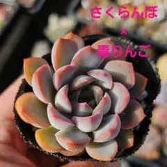 2025年最新】山苺ティピの人気アイテム - メルカリ