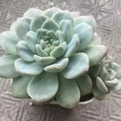 エケベリア ジェムストーン 韓国苗 美苗 3号 多肉植物 抜き苗 - メルカリ