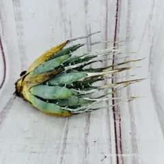 47 ユタエンシス エボリスピナ 現地株 ベアルート 陽炎 アガベ - メルカリ