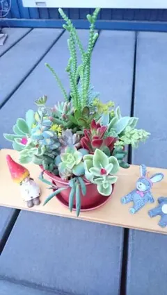 ＊多肉ちゃん寄せ植え(抜き苗&カット苗)＊