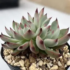 はにもぐ(発送時ニックネーム苗名必須)様 リクエスト 4点 まとめ商品