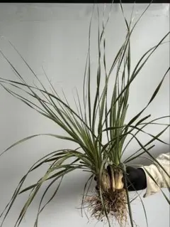 ダブルヘッド！！ダシリリオン　Qのサムネイル