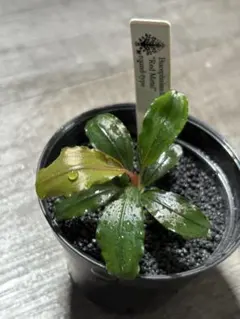 Bucepharandra sp Black Flame - メルカリ