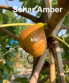 イチジク　LSUタイガー マルティース ビューティ　シャーアンバー　他　挿木　苗 イチジク LSUタイガー マルティース ビューティ シャーアンバー